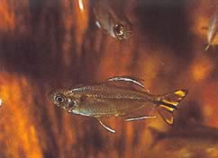 Hemigrammopetersius caudalis Congo Tetra med gul