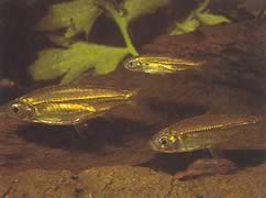 Hemigrammopetersius septentrionalis (Nordafrikanske Tetra-Néon)