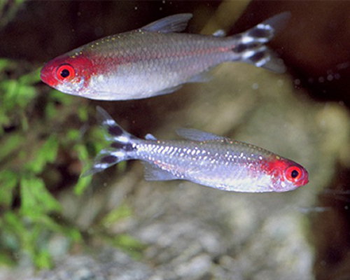 Hemigrammus bleheri (Rød mund tetra)