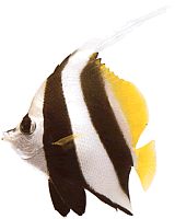 Heniochus acuminatus (Marker)