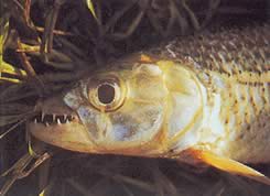 Hydrocynus vittatus (Characin-tigre)