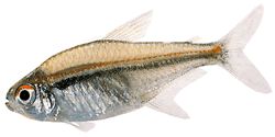 Hyphessobrycon heterorhabdus Belgisk flag