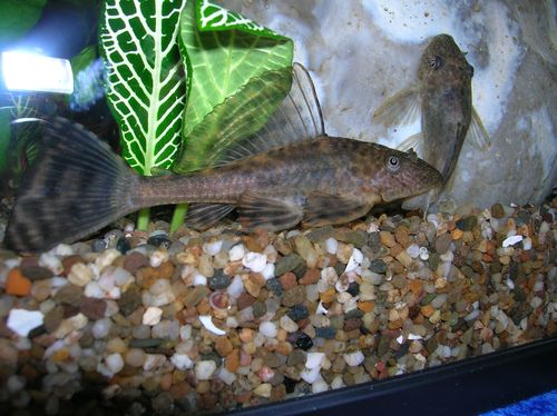 Hypostomus plecostomus (Pleco, skive, sugende)