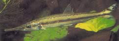 Ichthyborus monodi