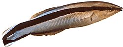 Labroides dimidiatus Fælles renere