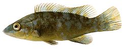 Labrus bergylta Gammel -modet