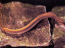 Lampetra wilderi (Amerikansk lamprey)