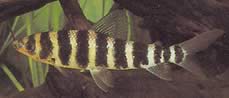 Leporinus fasciatus fasciatus Leporinus med sorte bånd