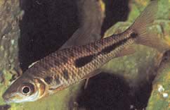 Leporinus moralesi Leporinus moden