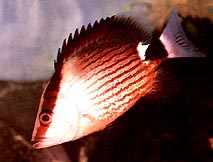 Lutjanus sanguineus Rødt blod cropper