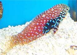Macropharyngodon bipartitus (Vermikuleret Labre)