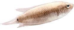 Macropodus cupanus (Fiskerfiskfisk på brunhalehale)