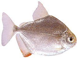 Metynnis hypsauchen (Métynnis med store hoveder)