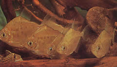 Metynnis lippincottianus (Koumanou, dollarfisk)