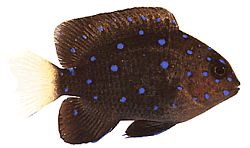 Microspathodon chrysurus (Gule smykker)