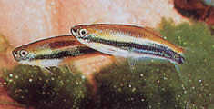 Mimagoniates lateralis (Tetra-Glande med spærrede sider)