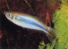 Mimagoniates microlepis (Små skalaer tetra-barberos)
