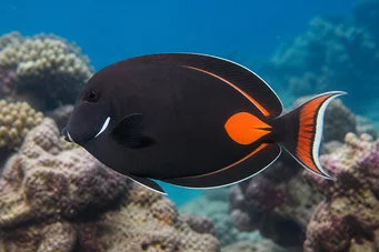 Acanthurus Achilles