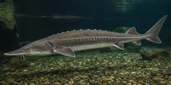 Acipenser sturio Sturgeon