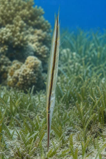 Aeoliscus strigatus Barberfisk