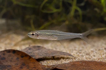 Ammocryptocharax minutus Characin-fleche minut