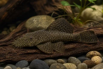 Ancistrus hyplogenys Sort Ancistrus