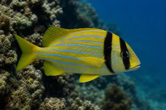 Anisotremus virginicus Svinekød