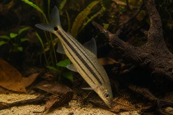 Anostomus anostomus (Stribet anostome)