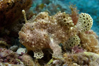Antennarius maculatus Fish-Rapaud, fisker eller antenner