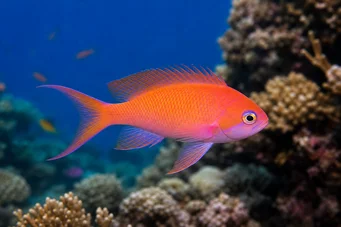 Anthias squamipinnis Rød barber