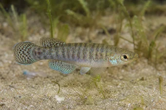 Aphanius dispar Aphanius forsvinder
