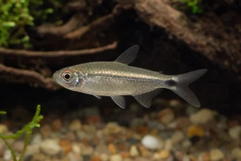 Aphyocharax alburnus