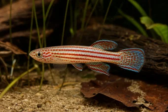 Aphyosemion striatum Stribet afyo