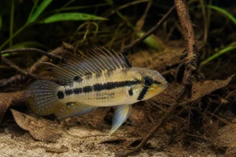 Apistogramma trifasciatum Tre -linje dværg cichlid