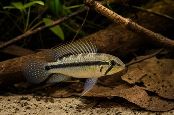 Apistogramma uaupesi