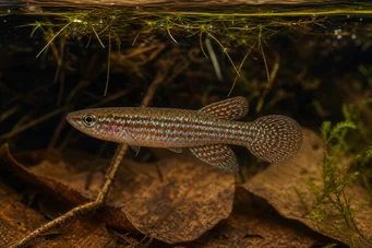 Aplocheilus panchax