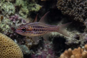 Apogon nematopterus Apogon pyjamas