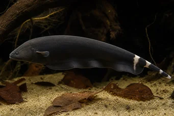 Apteronotus albifrons American Coup Fish - Også kaldet Black PHA