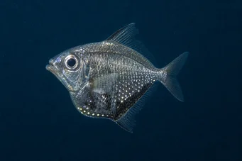Argyropelecus olfersi