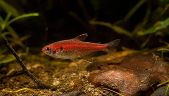Axelrodia riesei Rød semulina tetra