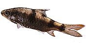 Barbus arulius Tre -båndskægget