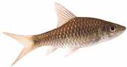 Barbus dorsalis Skægget dorsalis