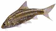 Barbus fasciatus Skægget