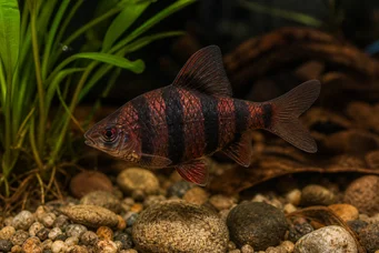 Barbus nigrofasciatus (Skægget)