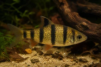 Barbus pentazona johorensis (Fem -båndskægget)