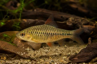 Barbus roloffi (Roloffi skægget)