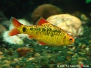 Barbus schuberti Schuberti skægget