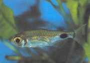 Bathyaethiops greeni Grøn characin