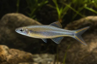 Bedotia geayi Madagaskar Rainbow