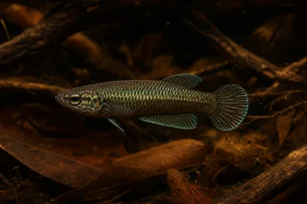 Betta bellica Fighter